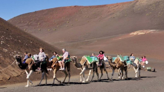 Piden acabar con la actividad turística del camello en Lanzarote