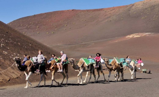 camellos lanzarote