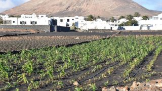 El campo se abre paso como opción de futuro en Lanzarote