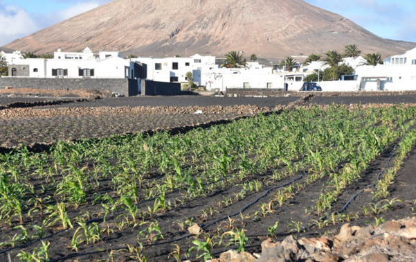 Campo de Lanzarote