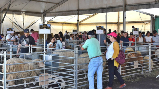 Vea la galería de imágenes de la XVII edición de la Feria Insular de Ganado de Uga