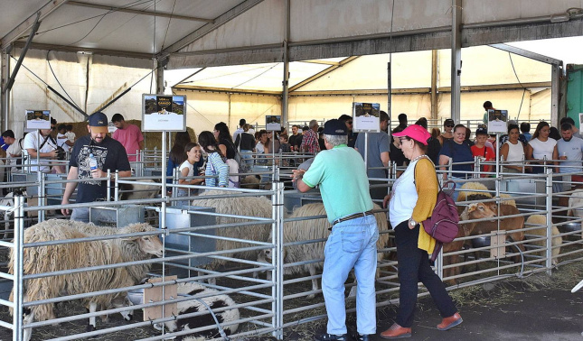 feria ganado uga 2026