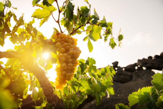Las bodegas Erupción, La Geria, Vega de Yuco, Martinón y Malpaís de Máguez cosechan cuatro Gran Oro, cinco Oros y dos Platas en el certamen internacional Las bodegas Erupción, La Geria, Vega de Yuco, Martinón y Malpaís de Máguez cosechan cuatro Gran Oro, cinco Oros y dos Platas en el certamen internacional