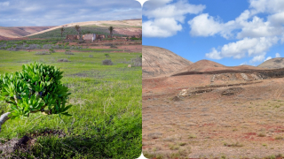 Del verde... al amarillo, Lanzarote vuelve a transformarse