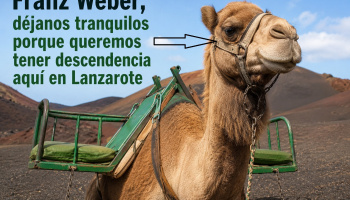La ONG alemana Franz Weber hace propaganda animal en su favor con los camellos de Lanzarote