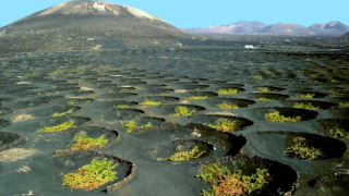 Los viticultores de Lanzarote contarán con ayudas para la sequía