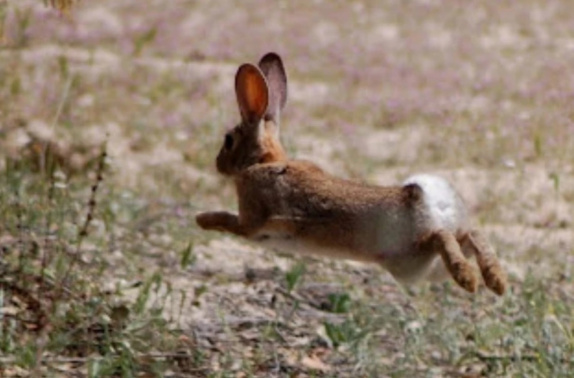 La propuesta establece como especies autorizadas el conejo, la perdiz moruna y la paloma bravía La propuesta establece como especies autorizadas el conejo, la perdiz moruna y la paloma bravía