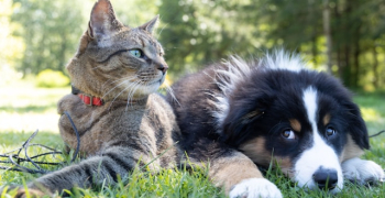 Por qué cada vez más dueños de mascotas recurren al CBD para sus perros en Canarias Por qué cada vez más dueños de mascotas recurren al CBD para sus perros en Canarias