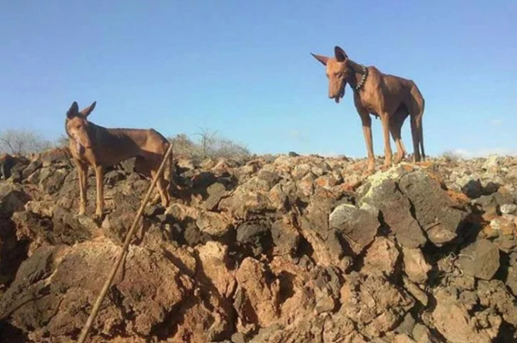 Podencos de caza Lanzarote