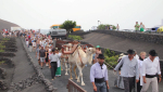 La Geria revive su vendimia más tradicional con camellos y parrandas La Geria revive su vendimia más tradicional con camellos y parrandas