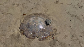 Aparece una medusa de gran tamaño en la playa de Famara