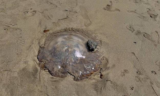 Aparece una medusa de gran tamaño en la playa de Famara Aparece una medusa de gran tamaño en la playa de Famara