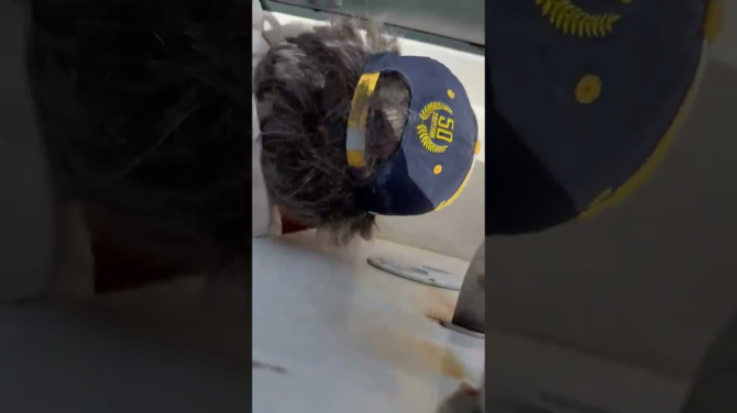 El "lobo solitario" de Alegranza salva una tortuga boba El "lobo solitario" de Alegranza salva una tortuga boba