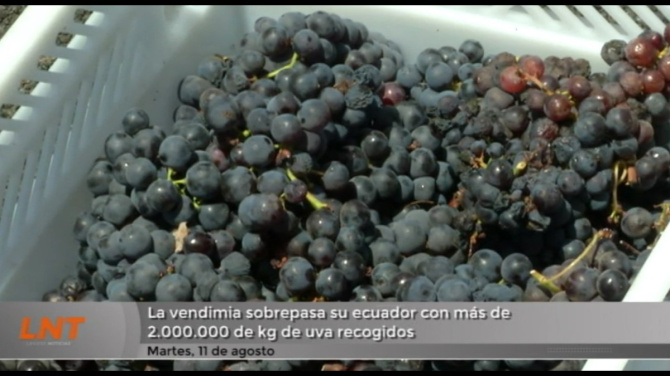 La vendimia sobrepasa su ecuador con más de dos millones de kilos de uva recogidos La vendimia sobrepasa su ecuador con más de dos millones de kilos de uva recogidos
