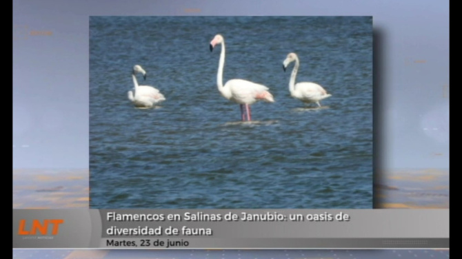 Flamencos en Las Salinas de Janubio: un oasis para las aves Flamencos en Las Salinas de Janubio: un oasis para las aves