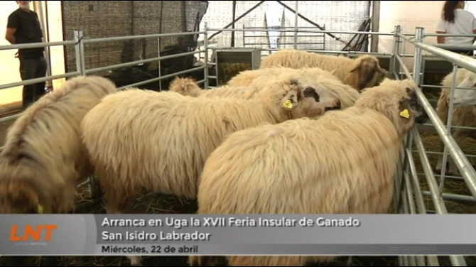 Los más pequeños participarán en la XVII Feria Insular de Ganado San Isidro Labrador