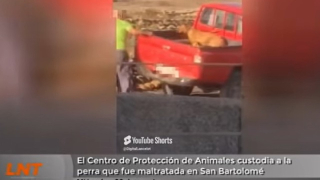 La perra de 9 meses golpeada brutalmente ya está a salvo