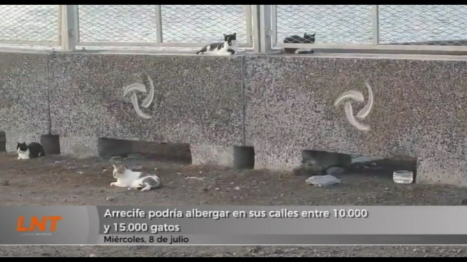 Arrecife podría albergar en sus calles entre 10.000 y 15.000 gatos Arrecife podría albergar en sus calles entre 10.000 y 15.000 gatos