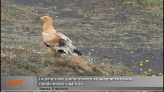 La pareja del guirre muerto en Alegranza busca rápidamente sustituto La pareja del guirre muerto en Alegranza busca rápidamente sustituto