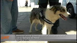 Bienestar animal quiere sensibilizar a los lanzaroteños con la "Semana del Perro"
