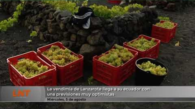 La vendimia de Lanzarote llega a su ecuador con unas previsiones muy optimistas
