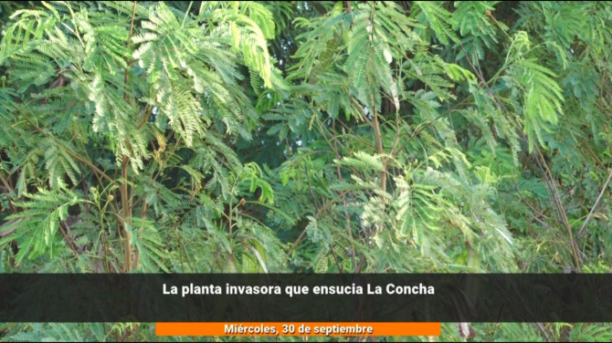 La planta invasora que trae de cabeza a los vecinos de La Concha La planta invasora que trae de cabeza a los vecinos de La Concha