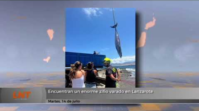 Encuentran un enorme zifio varado en Lanzarote Encuentran un enorme zifio varado en Lanzarote