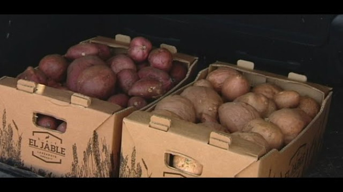 La batata de Lanzarote da el primer paso para conseguir un distintivo de calidad único