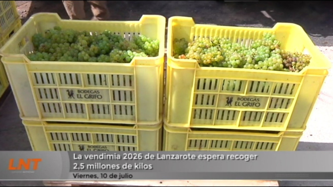 La vendimia 2026 de Lanzarote espera recoger 2,5 millones de kilos La vendimia 2026 de Lanzarote espera recoger 2,5 millones de kilos