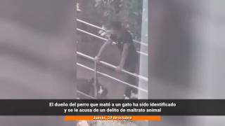 El vídeo de un perro devorando a un gato desata la indignación