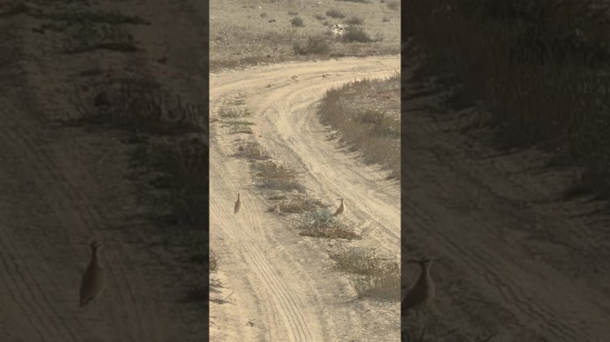 Ecologistas denuncian peligro para pollos de corredor sahariano cerca del recorrido del rally