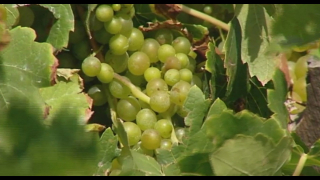 Casi 3 millones de euros de ayuda por sequía del Gobierno de Canarias a los viticultores