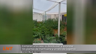 Compran una casa, la desokupan y sorpresa: 124 plantas de marihuana y un kilo de cogollos