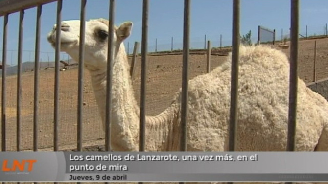 Los camellos de Lanzarote, una vez más, en el punto de mira Los camellos de Lanzarote, una vez más, en el punto de mira
