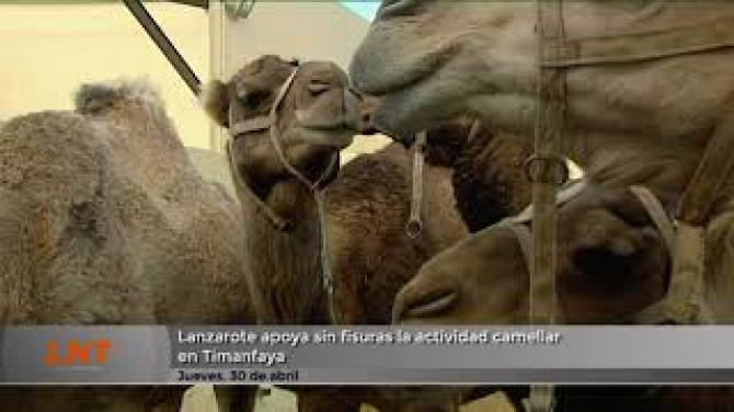 Lanzarote respalda por unanimidad la actividad camellar en Timanfaya