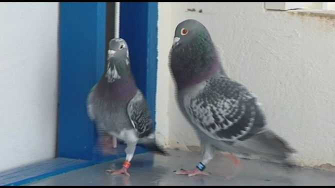 Objetivo: mantener viva la colombofilia insular