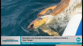 Rescatan una tortuga enredada en plásticos Rescatan una tortuga enredada en plásticos