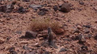 Un millón de ardillas en Fuerteventura: ¿Podría llegar esta plaga a Lanzarote? Un millón de ardillas en Fuerteventura: ¿Podría llegar esta plaga a Lanzarote?
