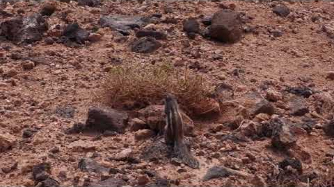 Un millón de ardillas en Fuerteventura: ¿Podría llegar esta plaga a Lanzarote? Un millón de ardillas en Fuerteventura: ¿Podría llegar esta plaga a Lanzarote?