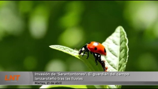 Invasión de "Sarantontones": el guardián del campo lanzaroteño tras las lluvias
