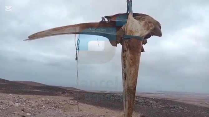 Encuentran un descomunal cráneo de ballena en el vertedero Encuentran un descomunal cráneo de ballena en el vertedero