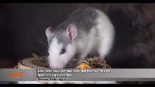 Sanidad transmite tranquilidad: los roedores portadores del hantavirus no habitan en Canarias