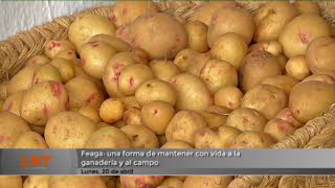 Feaga, motor del campo canario: récord de participación y relevo generacional en marcha