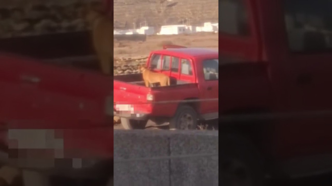 Vea el vídeo del maltrato a una perra de 9 meses en Lanzarote Vea el vídeo del maltrato a una perra de 9 meses en Lanzarote