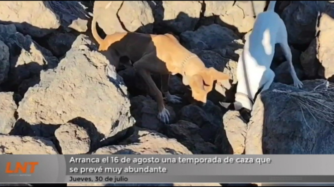 Arranca el 16 de agosto una temporada de caza que se prevé muy abundante Arranca el 16 de agosto una temporada de caza que se prevé muy abundante