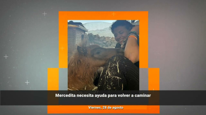 Una potrilla de Lanzarote necesita ayuda para volver a caminar