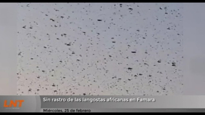 Sin rastro de las langostas africanas en Famara Sin rastro de las langostas africanas en Famara