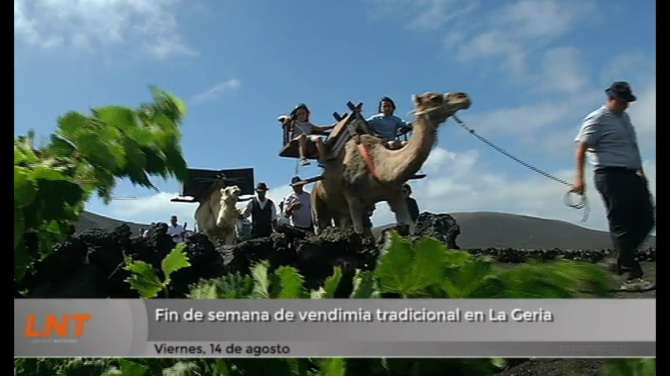 Fin de semana de vendimia tradicional en La Geria Fin de semana de vendimia tradicional en La Geria