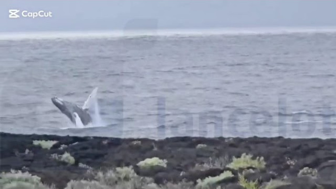 Espectacular avistamiento de una ballena en el litoral 