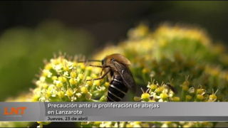 Precaución ante la proliferación de abejas en Lanzarote